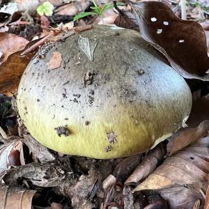 Death Cap