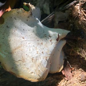 Black-footed Polypore