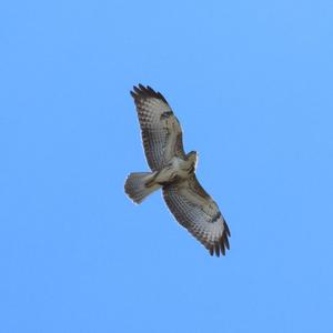 Common Buzzard