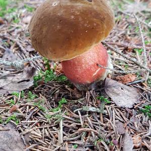 Dotted-stem Bolete