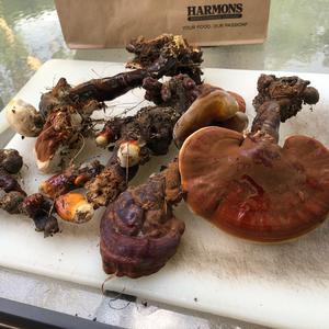 Shining Ganoderma