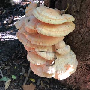 Chicken Mushroom