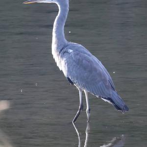 Grey Heron