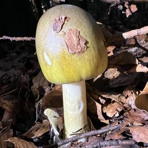 Death Cap