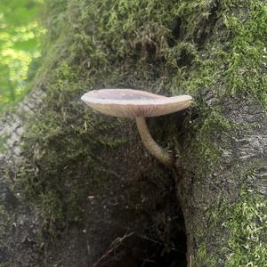 Unknown Species