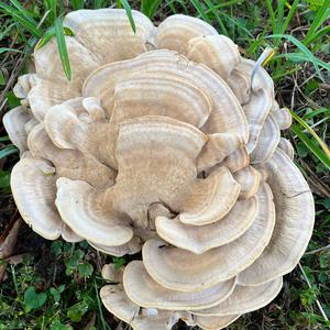 Unknown Species