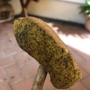 Unknown Species