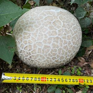 Unknown Species
