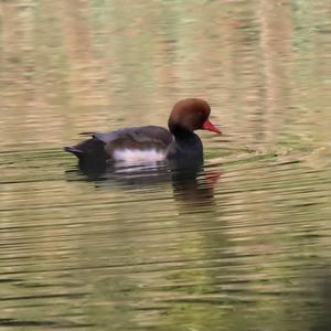 Red-crested Pochard