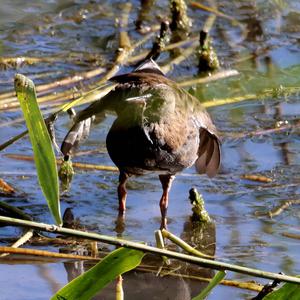 Water Rail