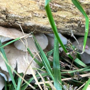 Oyster Mushroom