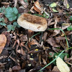 Unknown Species