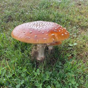 Fly Agaric