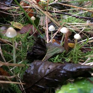 Yellow-stalked Mycena