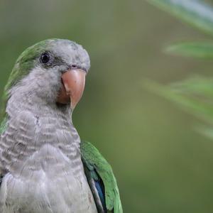 Monk Parakeet