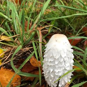 Shaggy Mane