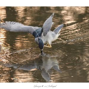 Black-crowned Night-heron