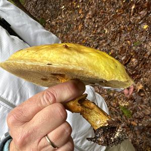 Larch Suillus