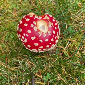 Unknown Species