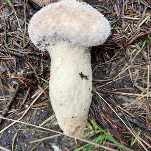 Unknown Species