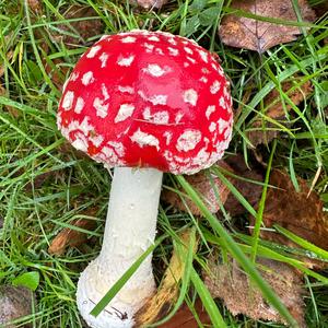 Fly Agaric