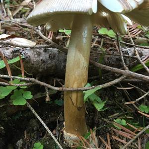 Grey-veil Amanita