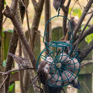 House Sparrow