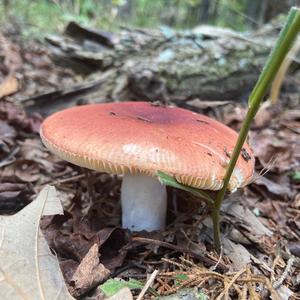 Bare-toothed Russula