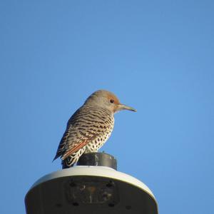 Northern Flicker