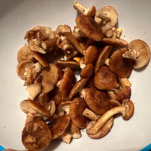 Honey Mushroom