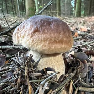 King Bolete