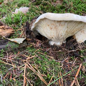 Tawny Funnel-cap