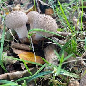 Gem-studded Puffball