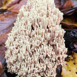 Unknown Species
