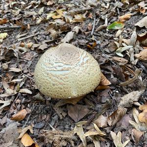 Unknown Species