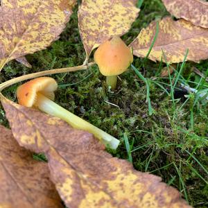 Blackening Wax-cap