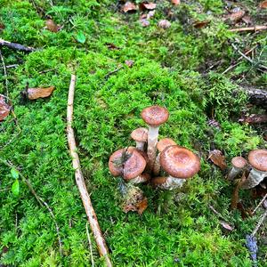 Unknown Species