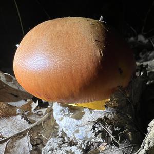 Caesar´s Mushroom