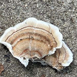 Turkey-tail