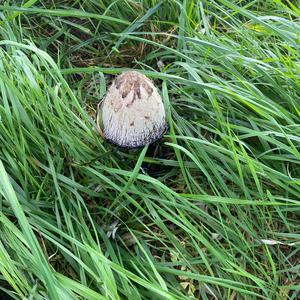 Unknown Species