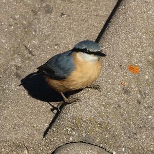 Wood Nuthatch