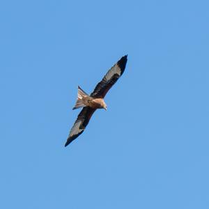 Red Kite