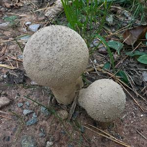 Gem-studded Puffball