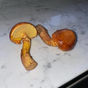 Unknown Species