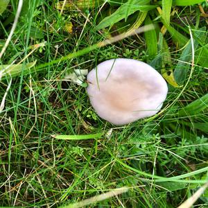 Unknown Species