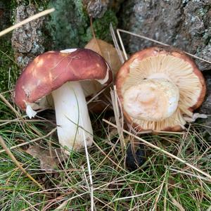 Tall Russula