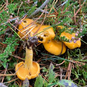 Chanterelle, Common