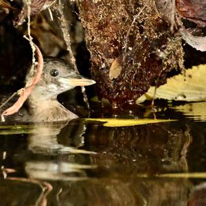 Little Grebe