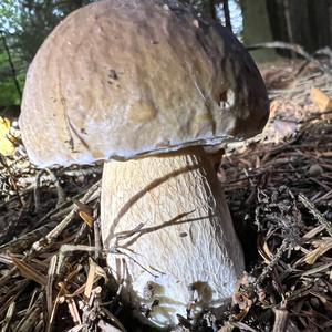 King Bolete