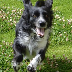 Border Collie